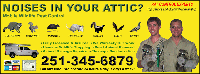 Mobile Wildlife Control - Raccoon Rat Snake Animal Removal